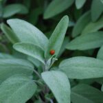 Salbei ernten und trocknen: So bleibt das Aroma erhalten auf salbeitee-wirkung.de